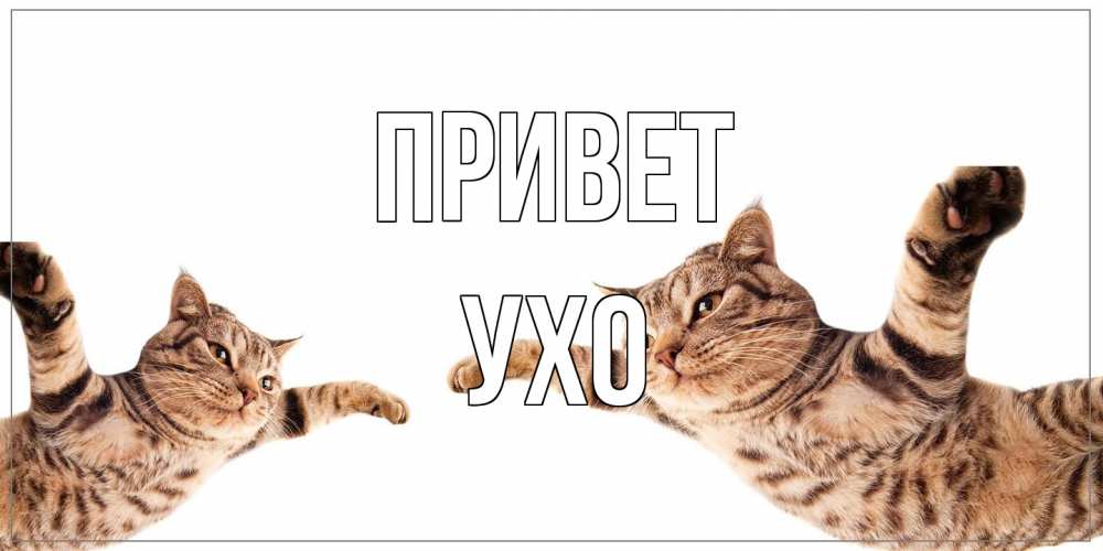 Открытка на каждый день с именем, Ухо Привет кот Прикольная открытка с пожеланием онлайн скачать бесплатно 
