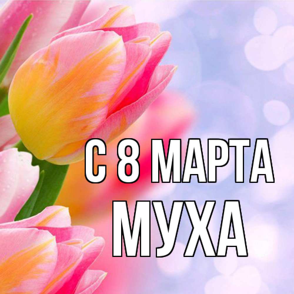 Открытка на каждый день с именем, Муха C 8 МАРТА тюльпаны 2 Прикольная открытка с пожеланием онлайн скачать бесплатно 