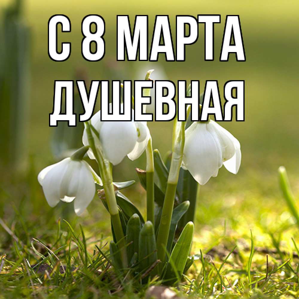 Открытка на каждый день с именем, Душевная C 8 МАРТА ранние цветы 2 Прикольная открытка с пожеланием онлайн скачать бесплатно 