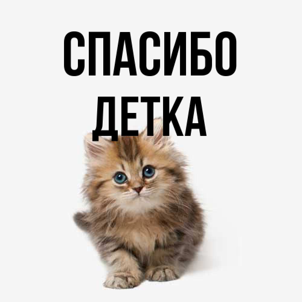 Открытка на каждый день с именем, Детка Спасибо пушистый котик Прикольная открытка с пожеланием онлайн скачать бесплатно 