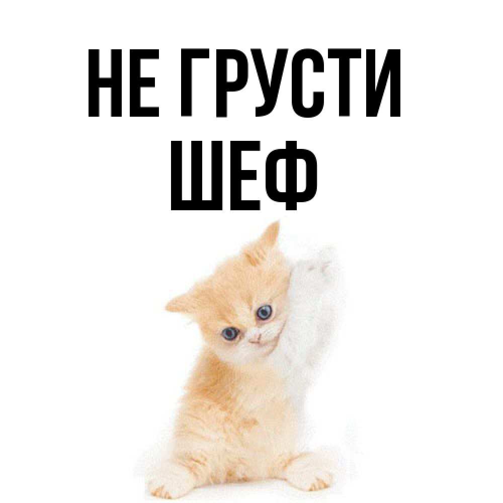 Открытка на каждый день с именем, Шеф Не грусти просящий кот Прикольная открытка с пожеланием онлайн скачать бесплатно 