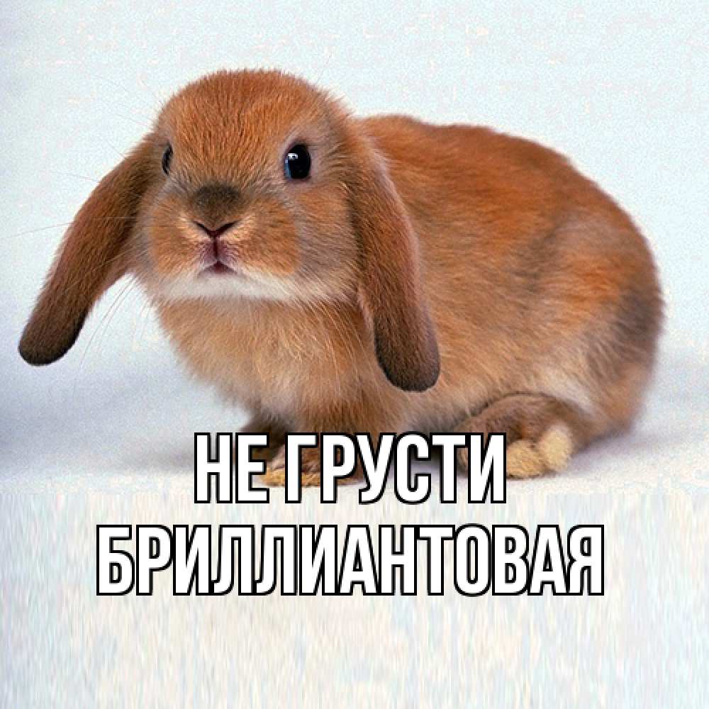 Открытка на каждый день с именем, Бpиллиантовая Не грусти рыжий зая Прикольная открытка с пожеланием онлайн скачать бесплатно 