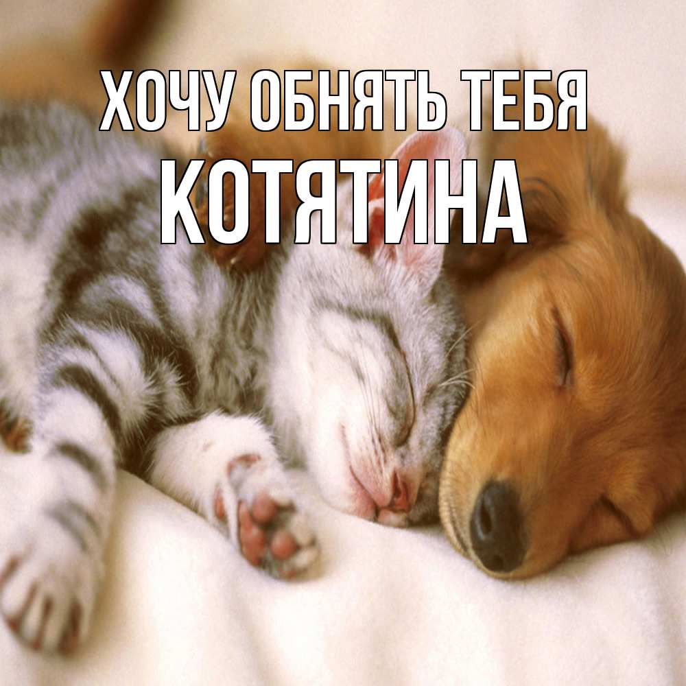 Открытка на каждый день с именем, Котятина Хочу обнять тебя пес и котенок Прикольная открытка с пожеланием онлайн скачать бесплатно 