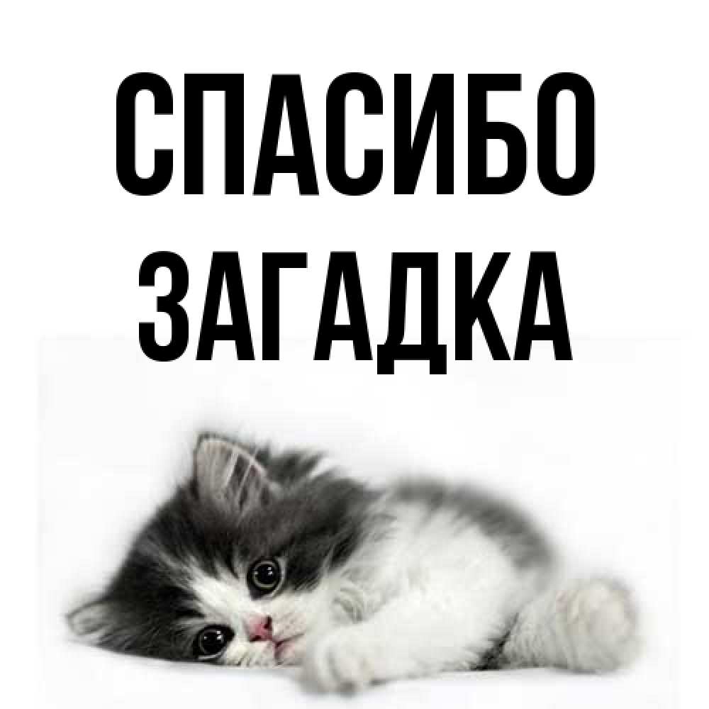 Открытка на каждый день с именем, Загадка Спасибо черный и белый кот Прикольная открытка с пожеланием онлайн скачать бесплатно 