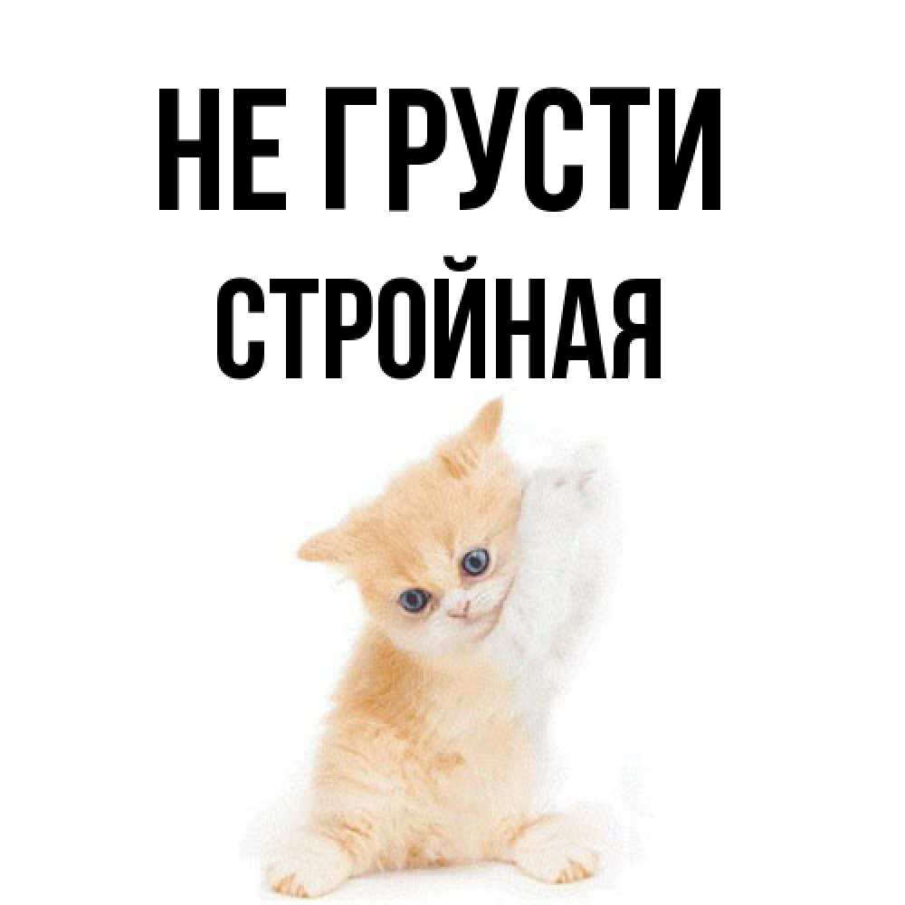 Открытка на каждый день с именем, Стpойная Не грусти просящий кот Прикольная открытка с пожеланием онлайн скачать бесплатно 