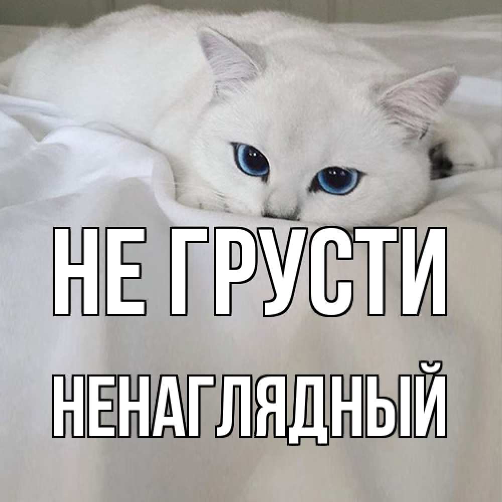 Открытка на каждый день с именем, Ненаглядный Не грусти белый кот с голубыми глазами на белоснежной кровати Прикольная открытка с пожеланием онлайн скачать бесплатно 