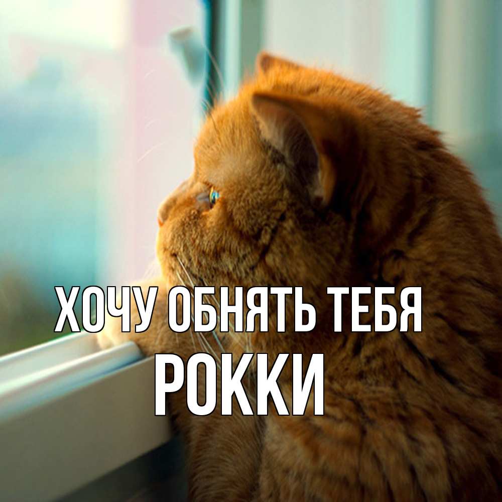 Открытка на каждый день с именем, Рокки Хочу обнять тебя большой огромный рыжий котяра Прикольная открытка с пожеланием онлайн скачать бесплатно 