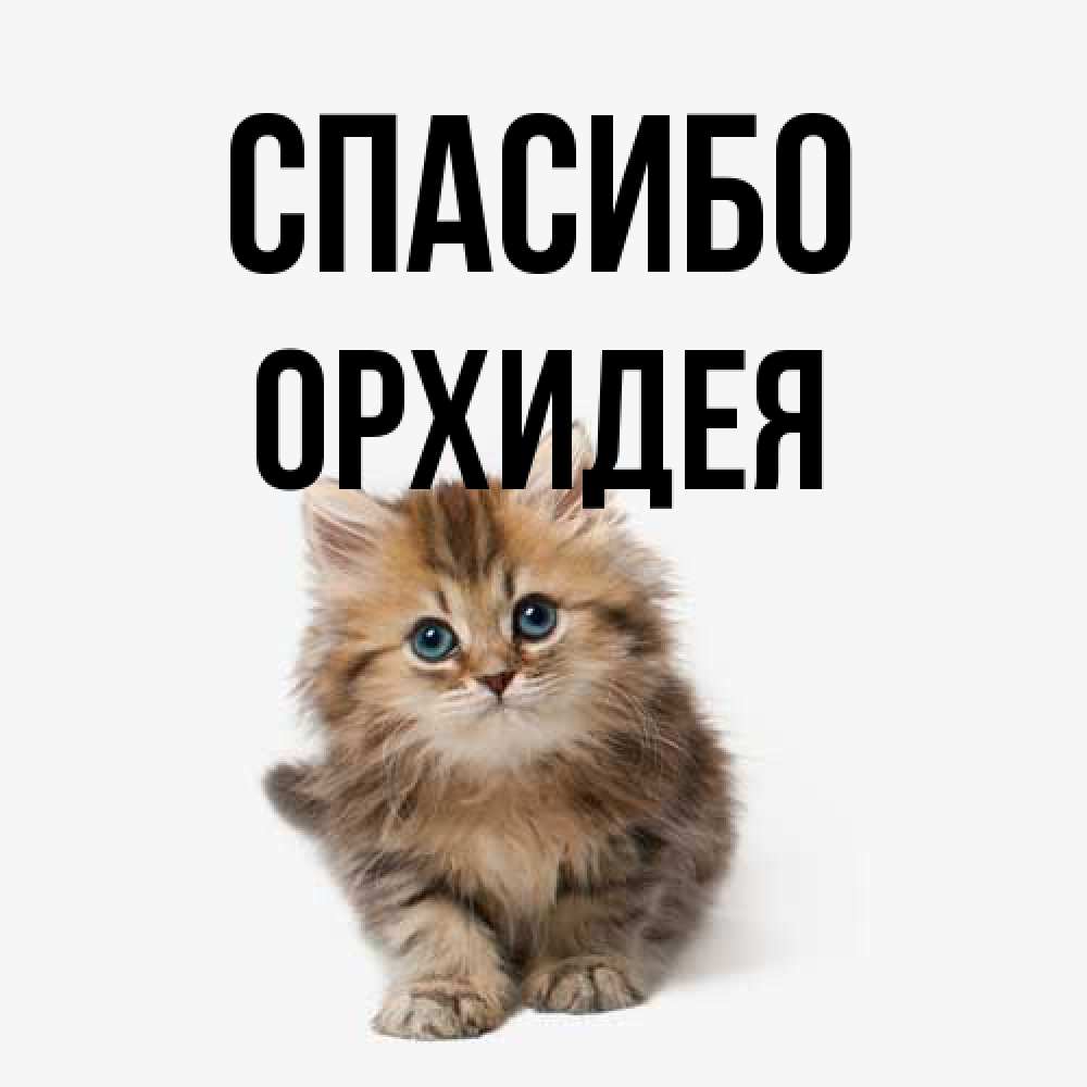 Открытка на каждый день с именем, Орхидея Спасибо пушистый котик Прикольная открытка с пожеланием онлайн скачать бесплатно 