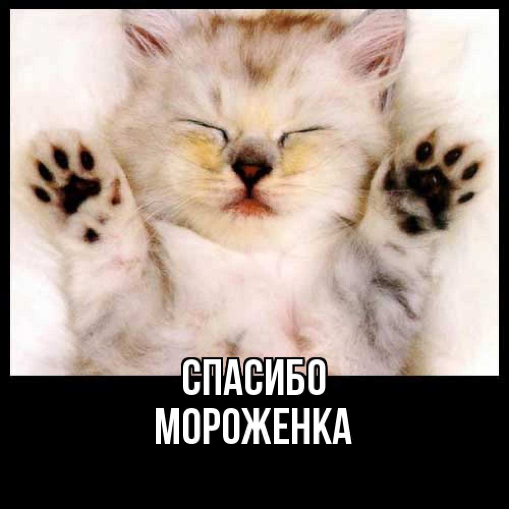 Открытка на каждый день с именем, Мороженка Спасибо маленький котенок Прикольная открытка с пожеланием онлайн скачать бесплатно 