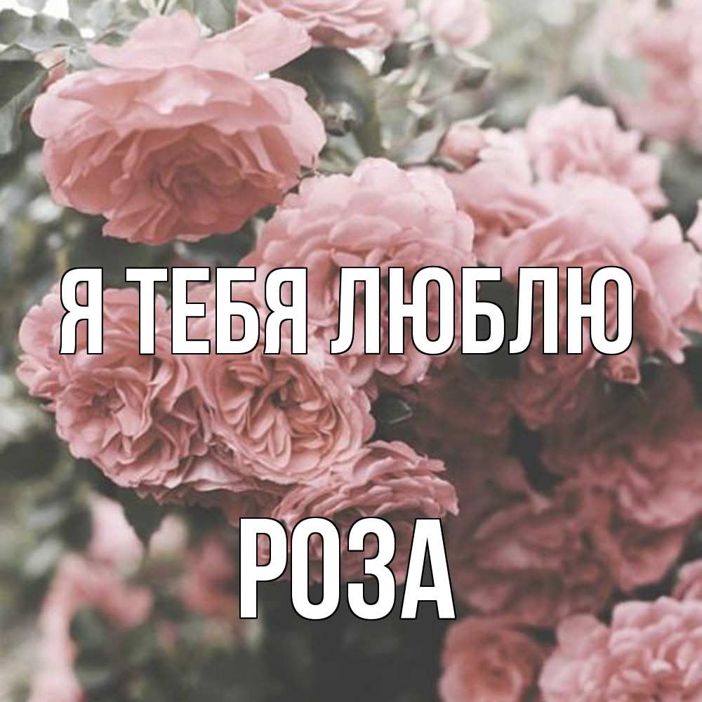 Открытка на каждый день с именем, Роза Я тебя люблю розы 3 Прикольная открытка с пожеланием онлайн скачать бесплатно 
