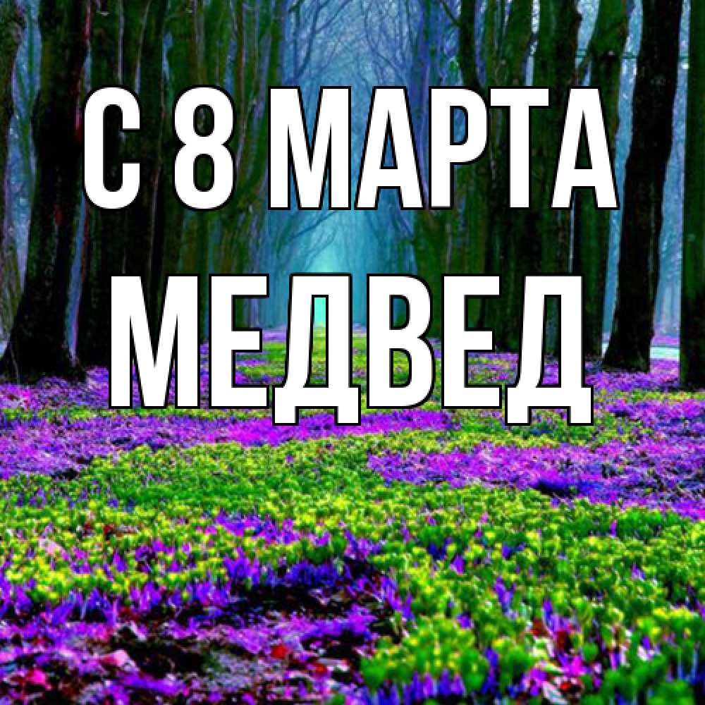 Открытка на каждый день с именем, Медвед C 8 МАРТА фиолетовые цветы в лесу 1 Прикольная открытка с пожеланием онлайн скачать бесплатно 