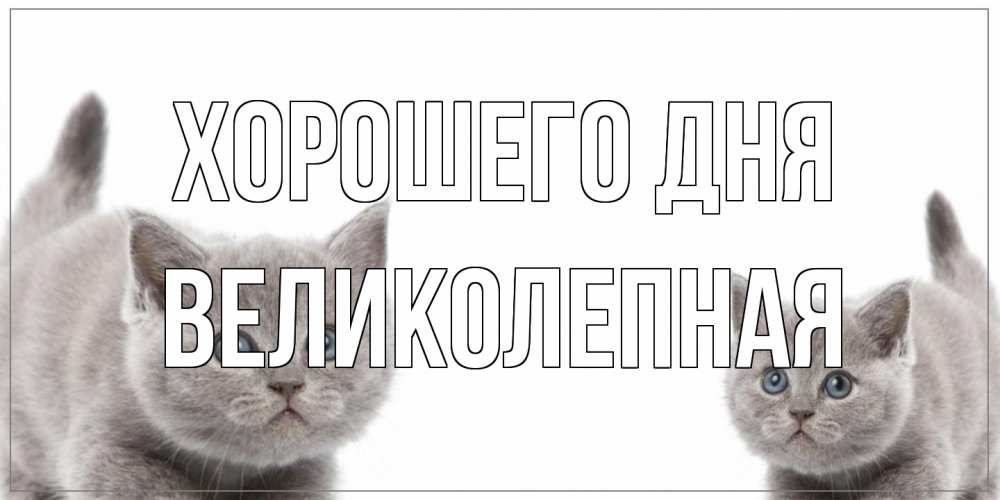 Открытка на каждый день с именем, великолепная Хорошего дня открытка с котами Прикольная открытка с пожеланием онлайн скачать бесплатно 