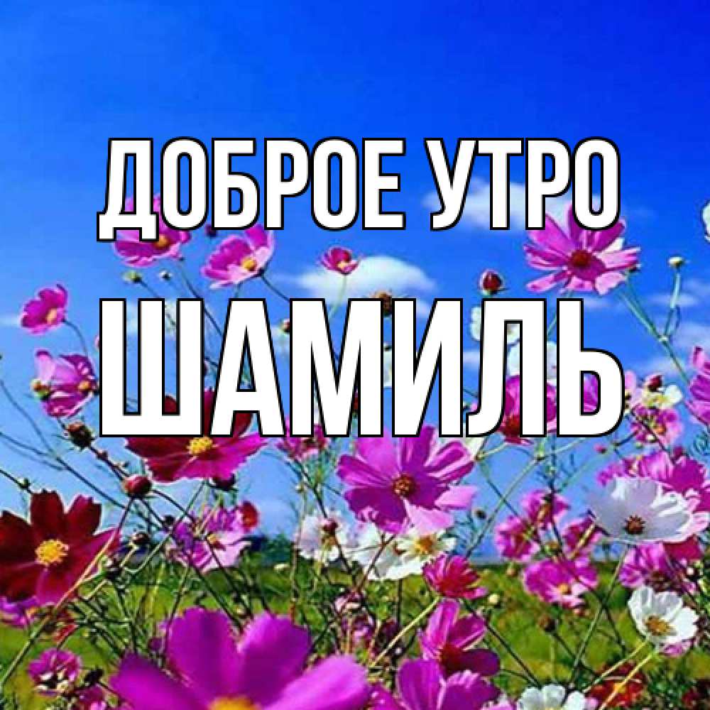 Открытка на каждый день с именем, Шамиль Доброе утро сиреневые цветы Прикольная открытка с пожеланием онлайн скачать бесплатно 