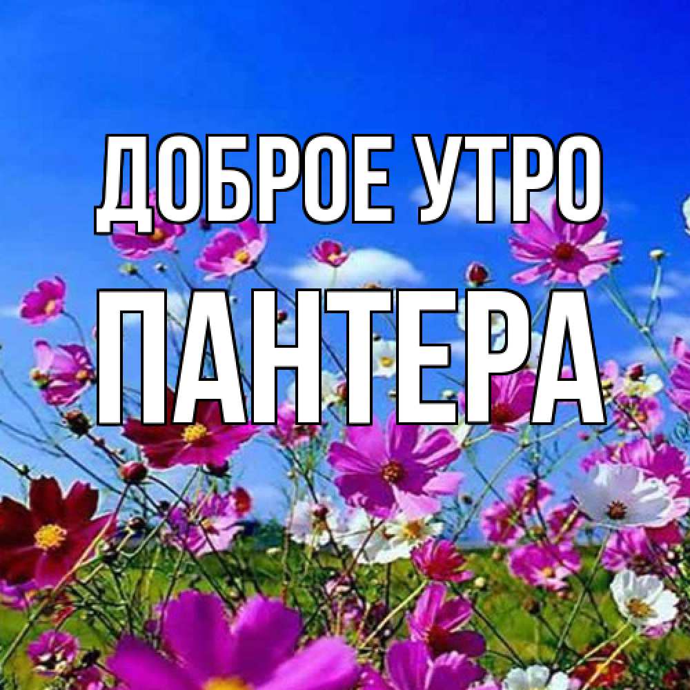 Открытка на каждый день с именем, Пантера Доброе утро сиреневые цветы Прикольная открытка с пожеланием онлайн скачать бесплатно 