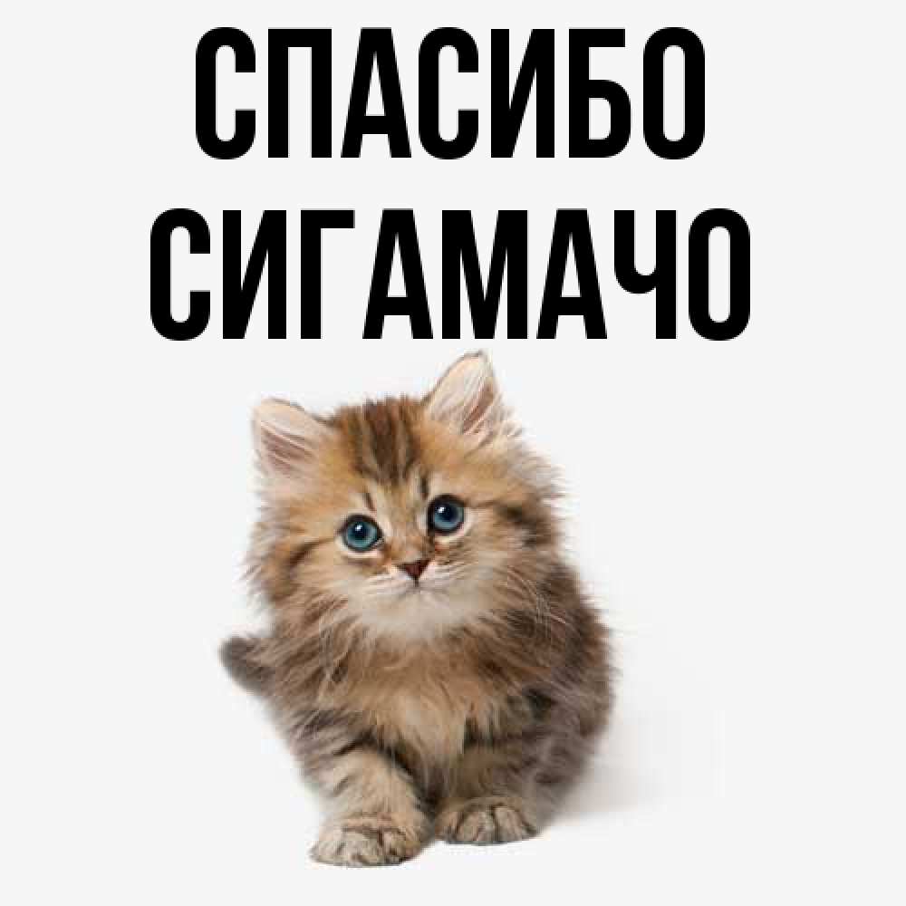 Открытка на каждый день с именем, Сигамачо Спасибо пушистый котик Прикольная открытка с пожеланием онлайн скачать бесплатно 