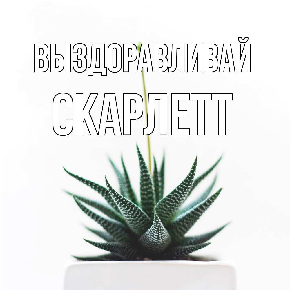 Открытка на каждый день с именем, Скарлетт Выздоравливай короче это непонятная колючка Прикольная открытка с пожеланием онлайн скачать бесплатно 