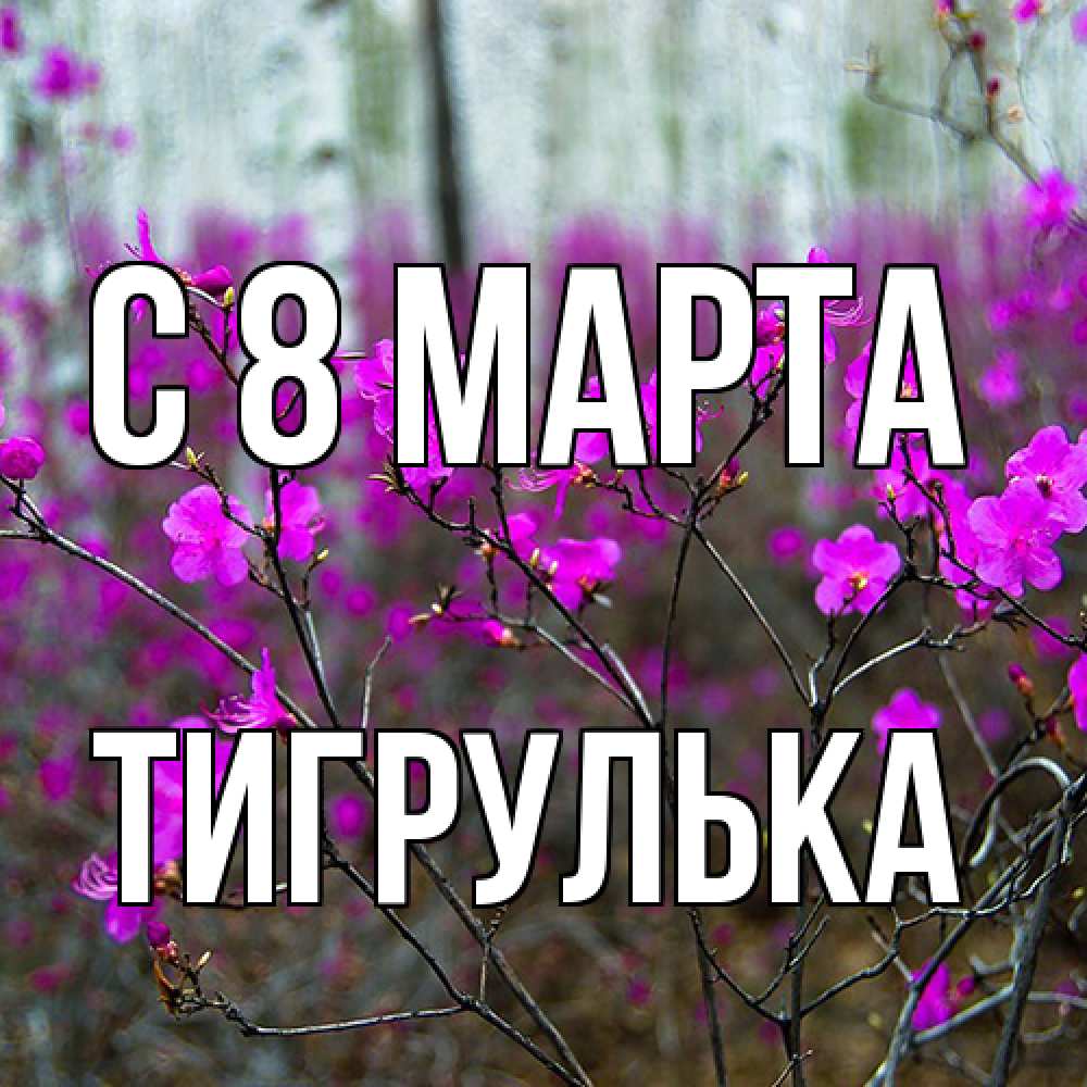Открытка на каждый день с именем, тигрулька C 8 МАРТА дикие цветы Прикольная открытка с пожеланием онлайн скачать бесплатно 
