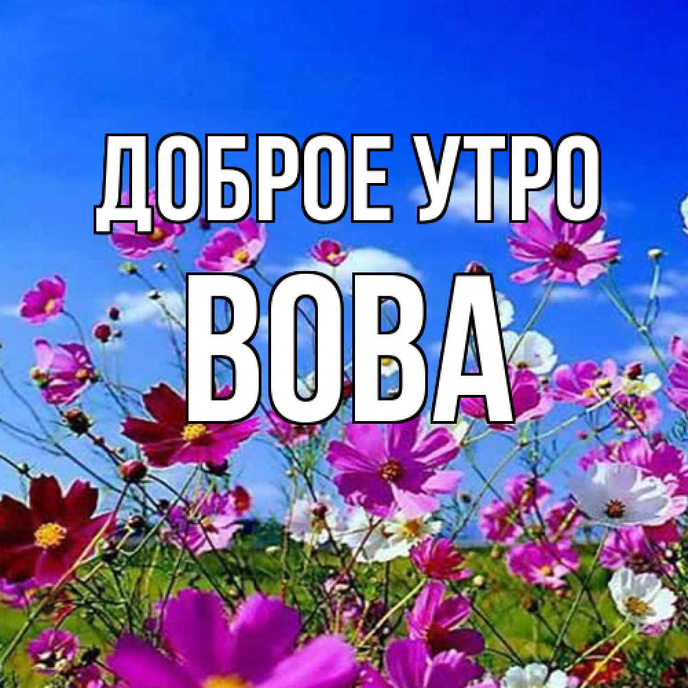Открытка на каждый день с именем, Вова Доброе утро сиреневые цветы Прикольная открытка с пожеланием онлайн скачать бесплатно 