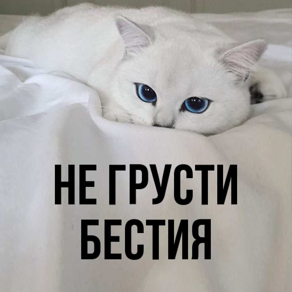 Открытка на каждый день с именем, Бестия Не грусти Голубоглазая кошка Прикольная открытка с пожеланием онлайн скачать бесплатно 