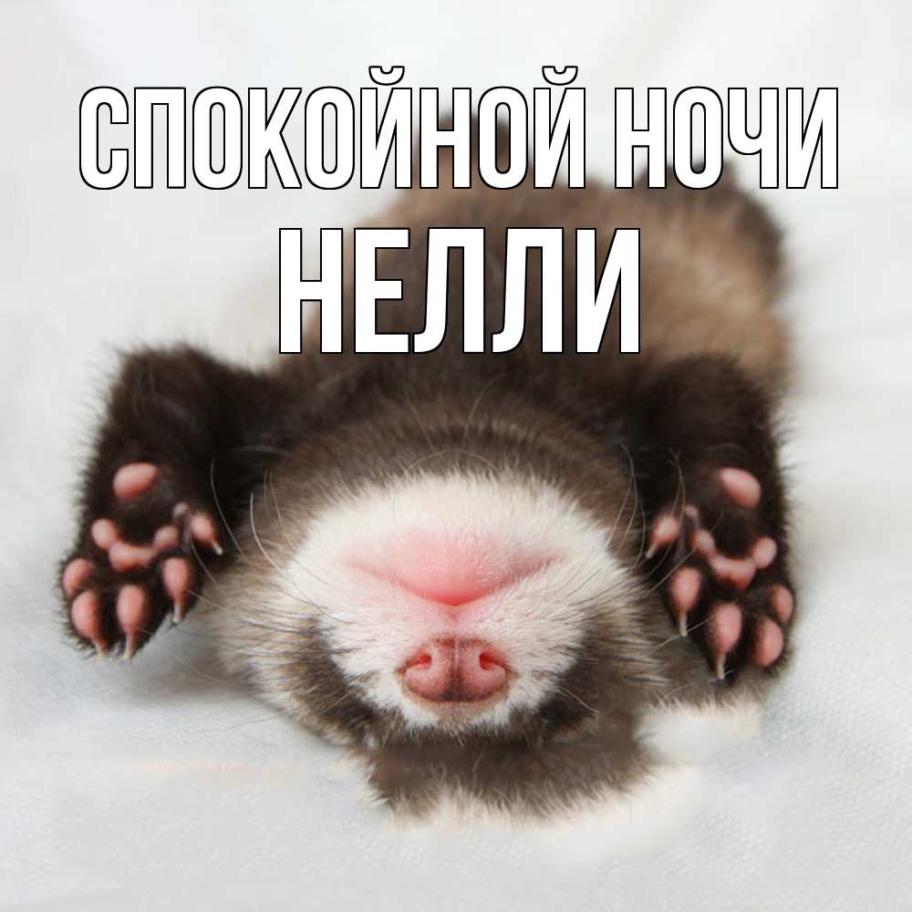 Открытка на каждый день с именем, Нелли Спокойной ночи зверек Прикольная открытка с пожеланием онлайн скачать бесплатно 