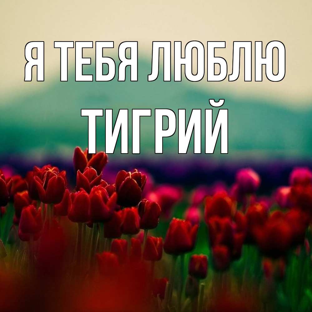Открытка на каждый день с именем, Тигрий Я тебя люблю тюльпаны 4 Прикольная открытка с пожеланием онлайн скачать бесплатно 