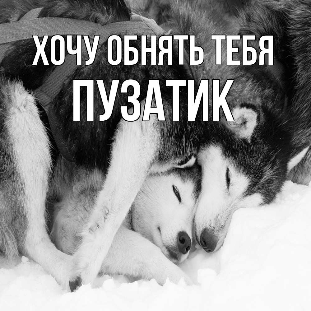 Открытка на каждый день с именем, Пузатик Хочу обнять тебя собачки в упряжке Прикольная открытка с пожеланием онлайн скачать бесплатно 
