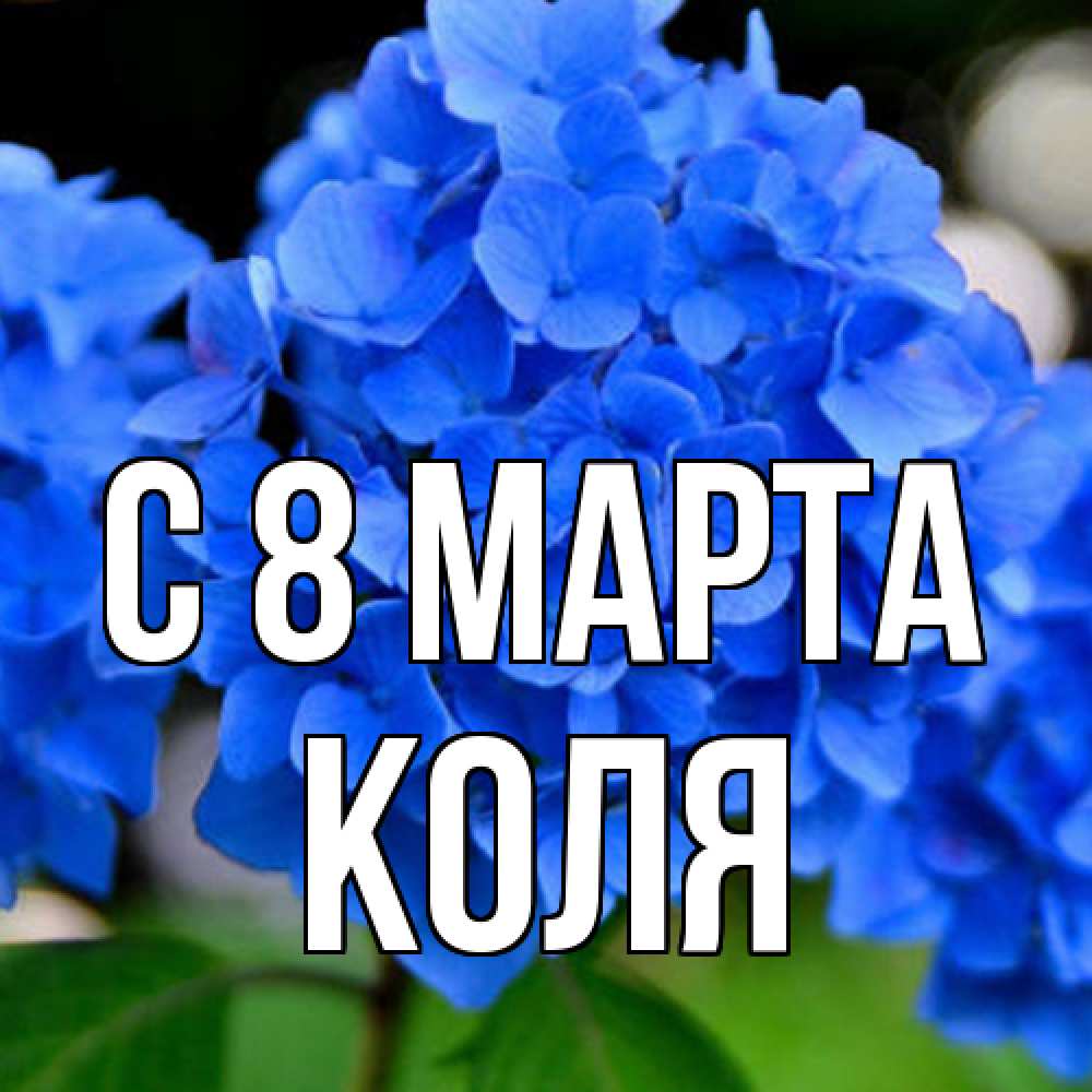 Открытка на каждый день с именем, Коля C 8 МАРТА синие цветы Прикольная открытка с пожеланием онлайн скачать бесплатно 
