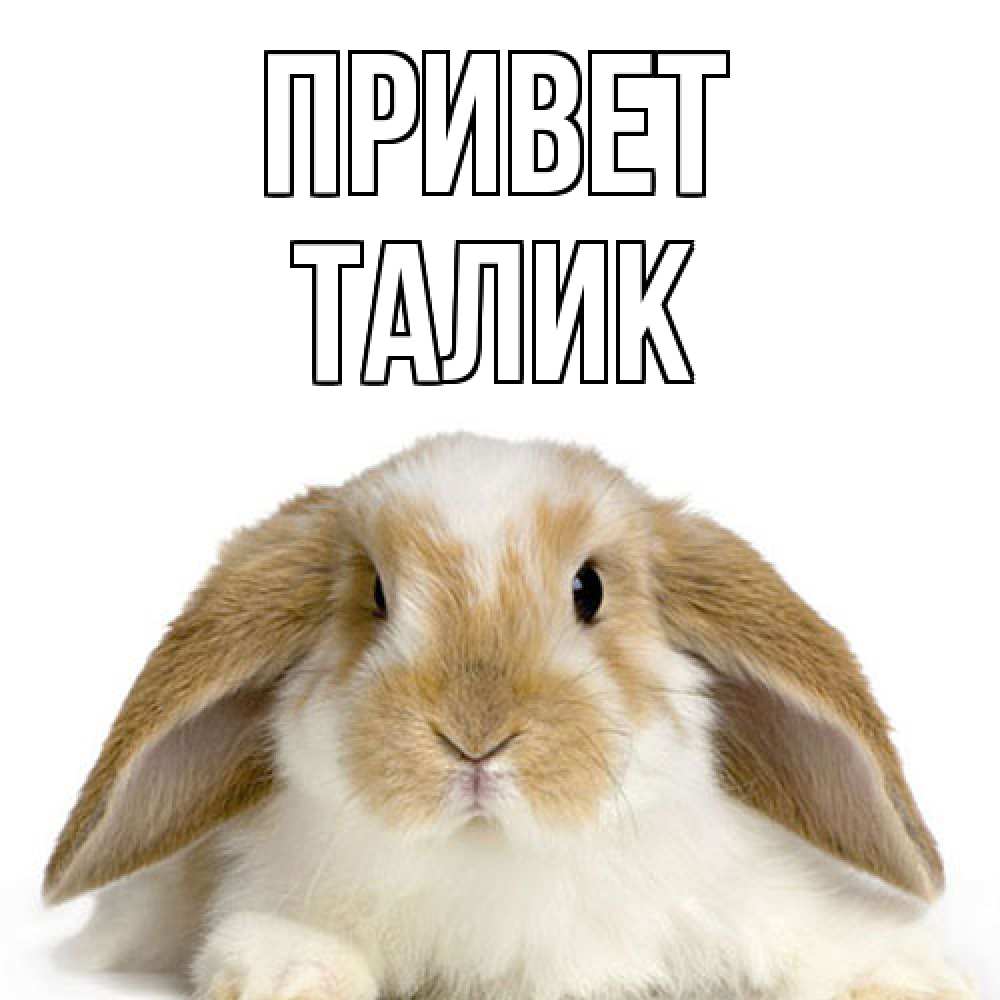 Открытка на каждый день с именем, Талик Привет с животными Прикольная открытка с пожеланием онлайн скачать бесплатно 