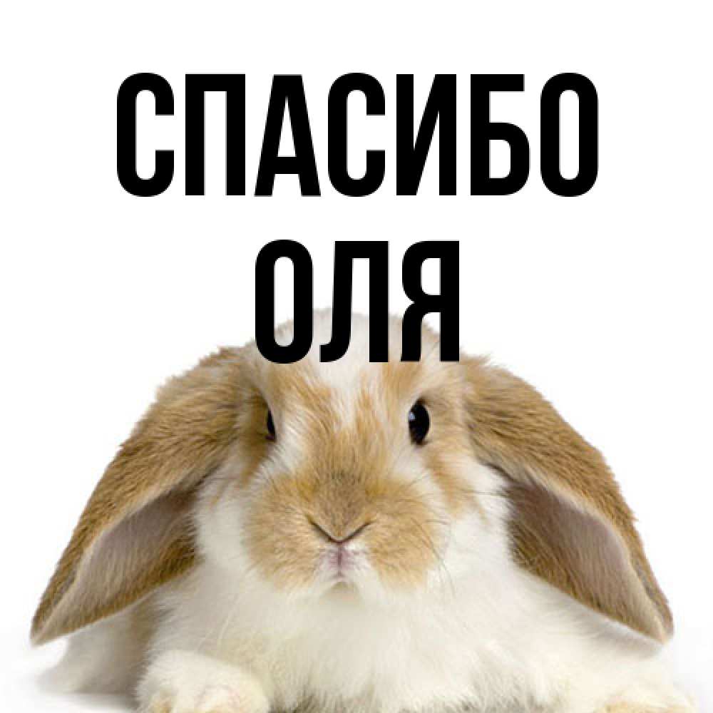 Открытка на каждый день с именем, Оля Спасибо коричнево белый заяц Прикольная открытка с пожеланием онлайн скачать бесплатно 
