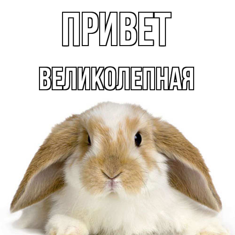 Открытка на каждый день с именем, великолепная Привет с животными Прикольная открытка с пожеланием онлайн скачать бесплатно 