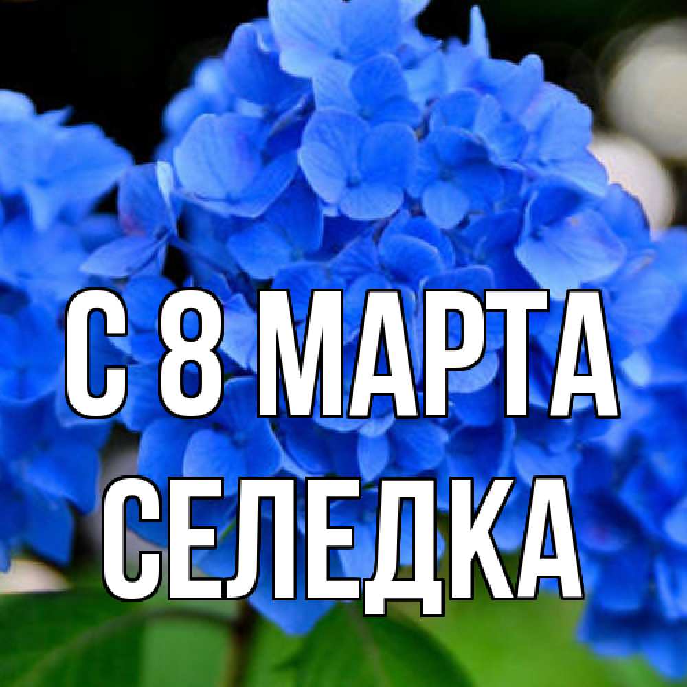 Открытка на каждый день с именем, Селедка C 8 МАРТА синие цветы Прикольная открытка с пожеланием онлайн скачать бесплатно 
