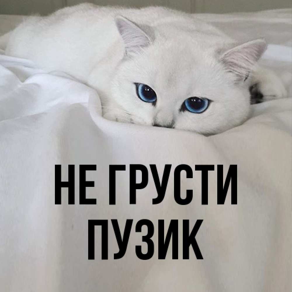 Открытка на каждый день с именем, Пузик Не грусти Голубоглазая кошка Прикольная открытка с пожеланием онлайн скачать бесплатно 