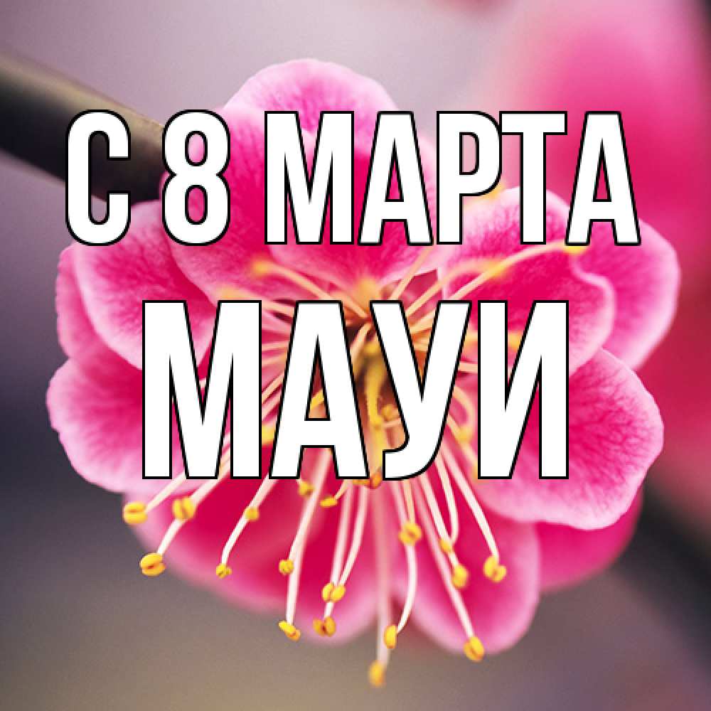 Открытка на каждый день с именем, Мауи C 8 МАРТА цветы Прикольная открытка с пожеланием онлайн скачать бесплатно 