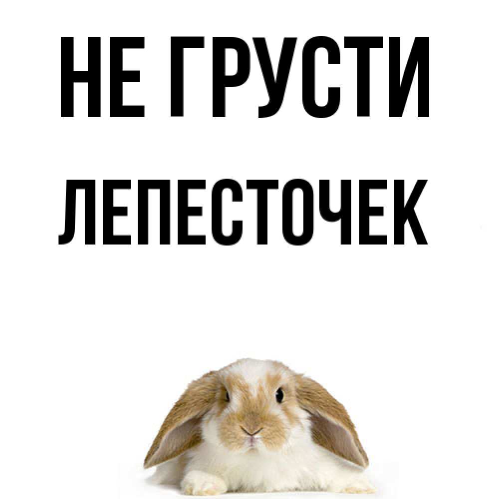 Открытка на каждый день с именем, Лепесточек Не грусти коричнево белый заяц с большими ушками Прикольная открытка с пожеланием онлайн скачать бесплатно 