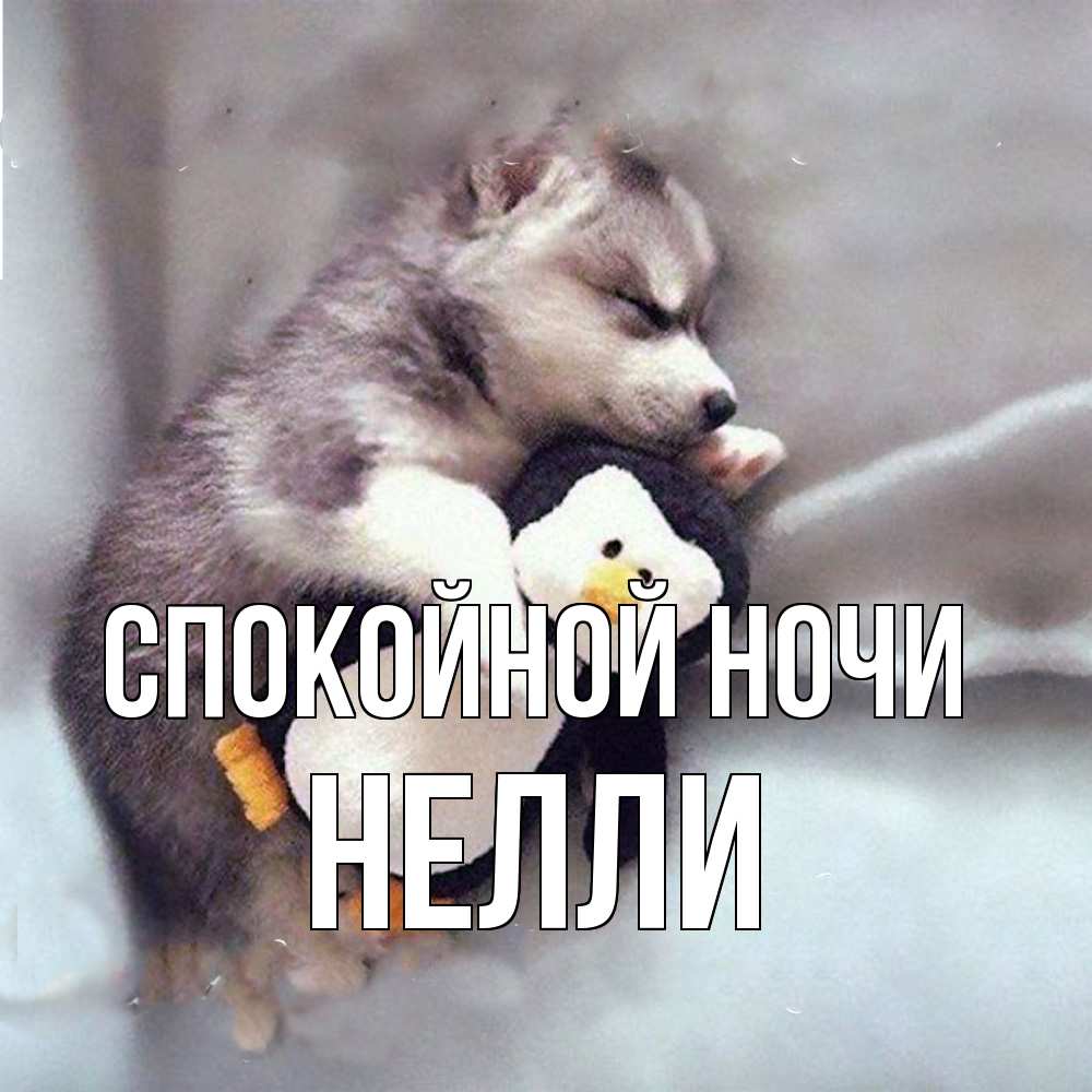 Открытка на каждый день с именем, Нелли Спокойной ночи обнимашки щенка и пингвина Прикольная открытка с пожеланием онлайн скачать бесплатно 