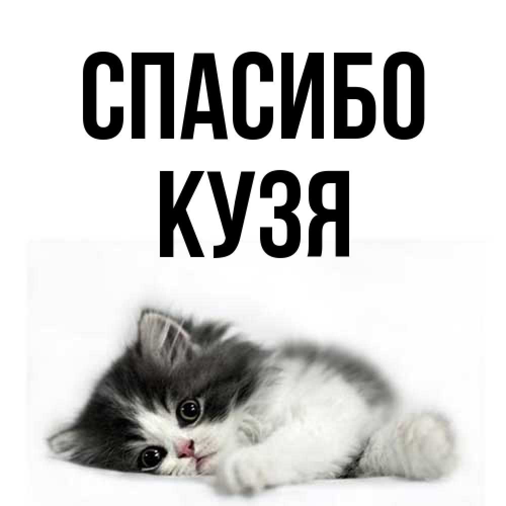 Открытка на каждый день с именем, Кузя Спасибо черный и белый кот Прикольная открытка с пожеланием онлайн скачать бесплатно 