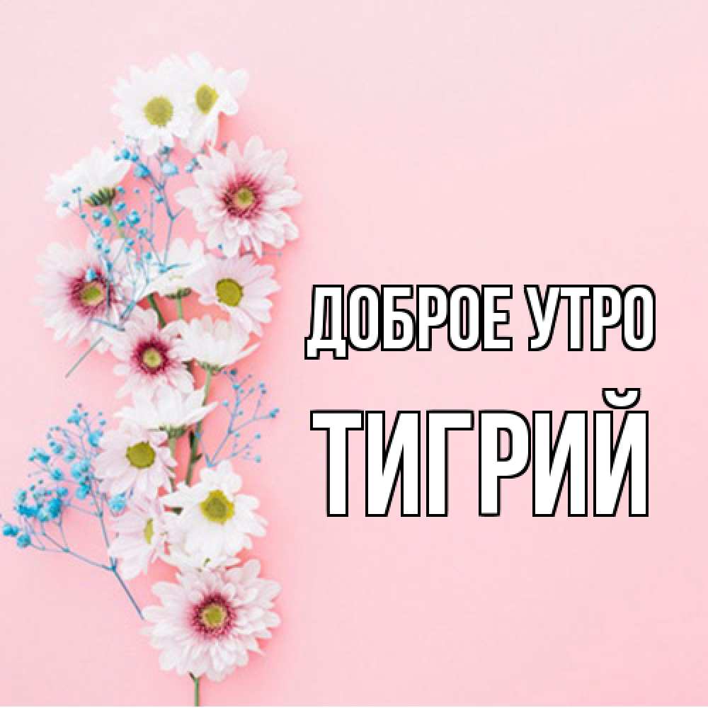 Открытка на каждый день с именем, Тигрий Доброе утро цветы с подписью Прикольная открытка с пожеланием онлайн скачать бесплатно 