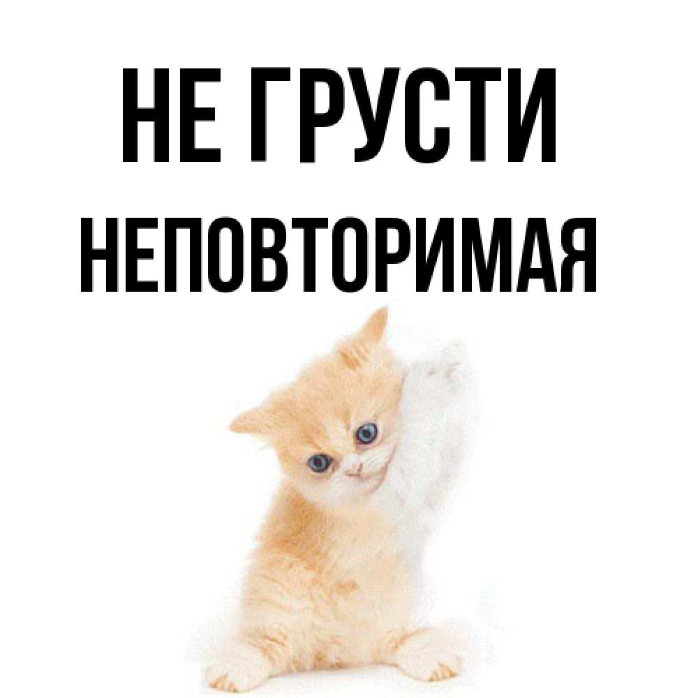 Открытка на каждый день с именем, Неповторимая Не грусти просящий кот Прикольная открытка с пожеланием онлайн скачать бесплатно 