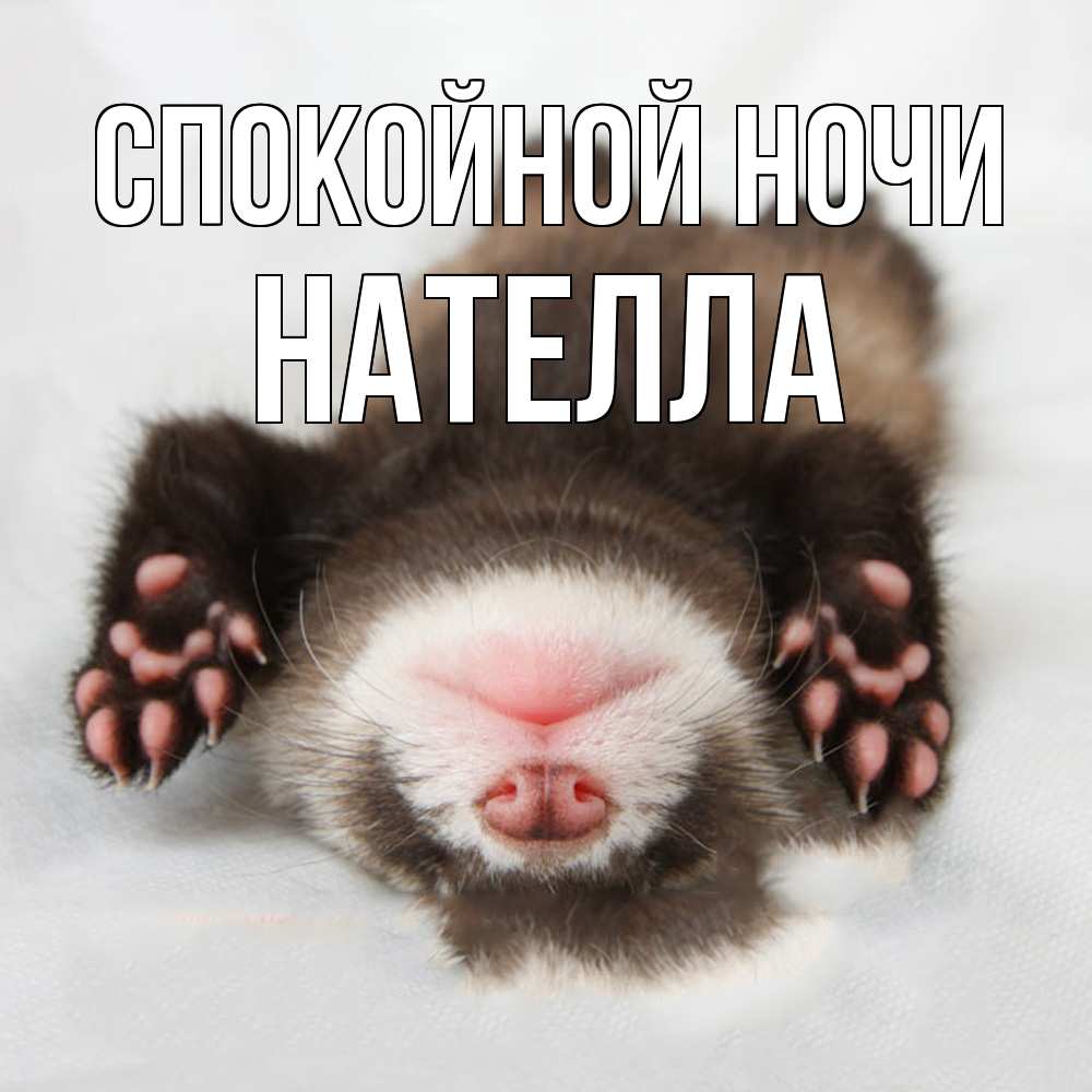 Открытка на каждый день с именем, Нателла Спокойной ночи зверек Прикольная открытка с пожеланием онлайн скачать бесплатно 