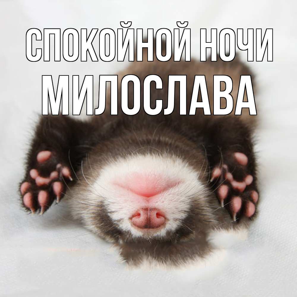 Открытка на каждый день с именем, Милослава Спокойной ночи зверек Прикольная открытка с пожеланием онлайн скачать бесплатно 
