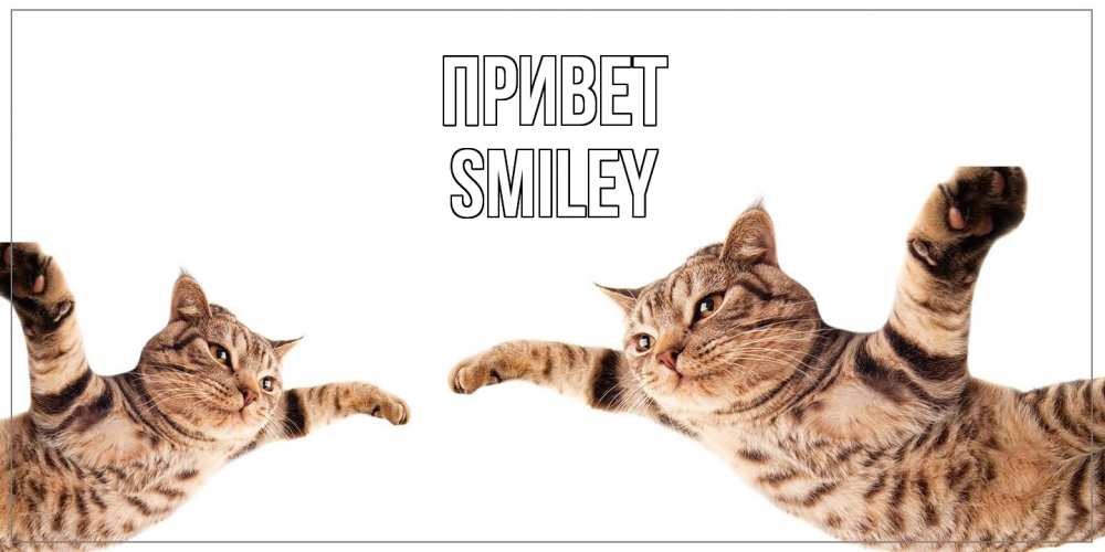 Открытка на каждый день с именем, Smiley Привет кот Прикольная открытка с пожеланием онлайн скачать бесплатно 