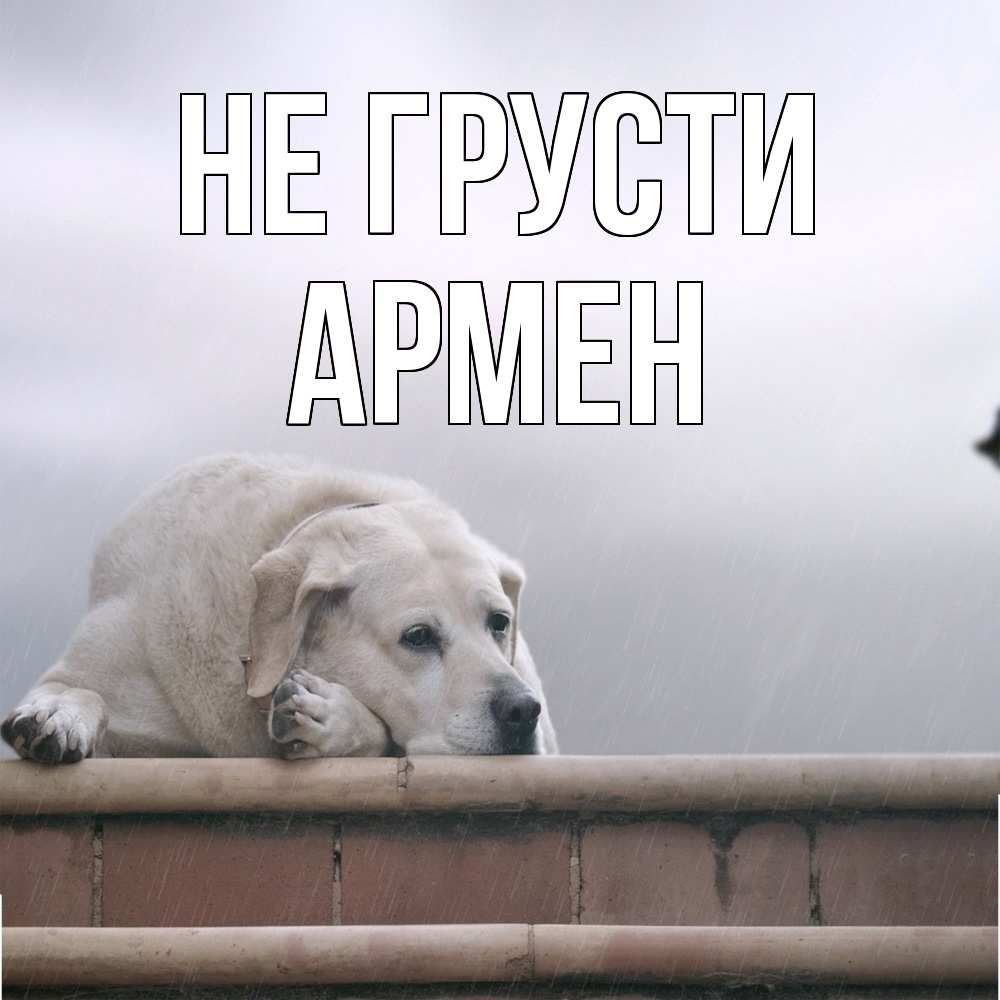 Открытка на каждый день с именем, Армен Не грусти белый пес 1 Прикольная открытка с пожеланием онлайн скачать бесплатно 