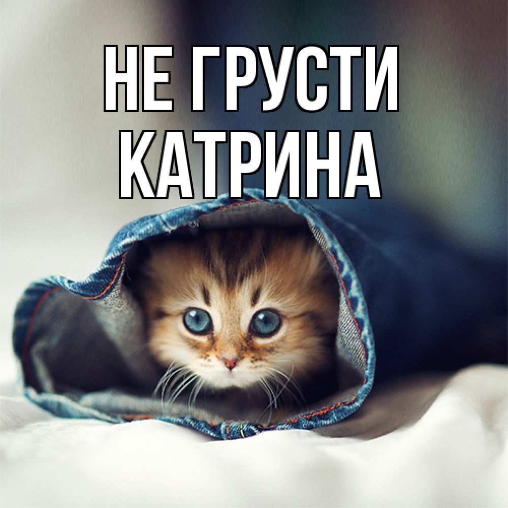 Открытка на каждый день с именем, Катрина Не грусти кот в одежде Прикольная открытка с пожеланием онлайн скачать бесплатно 