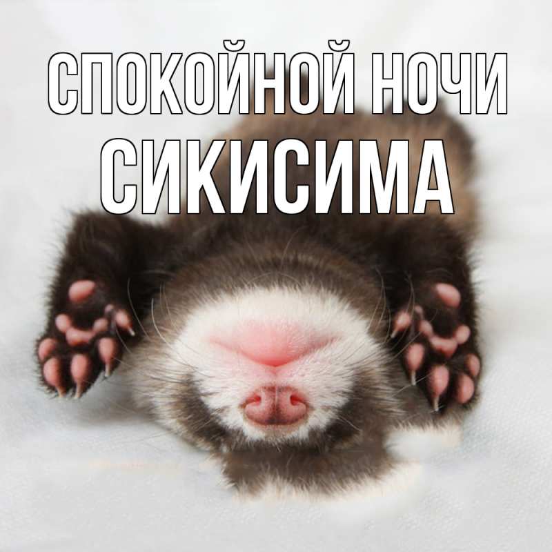 Картинка Спокойной ночи, Сикисима
