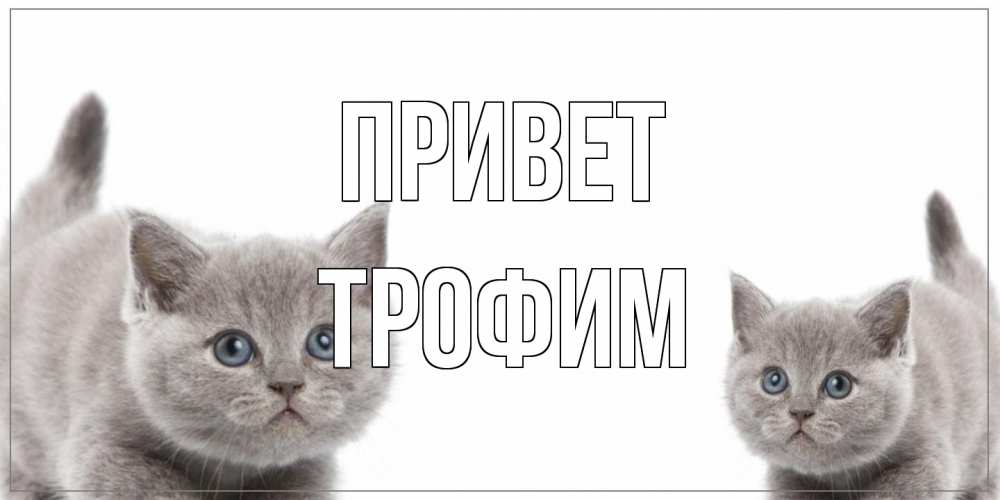 Открытка на каждый день с именем, Трофим Привет коты Прикольная открытка с пожеланием онлайн скачать бесплатно 