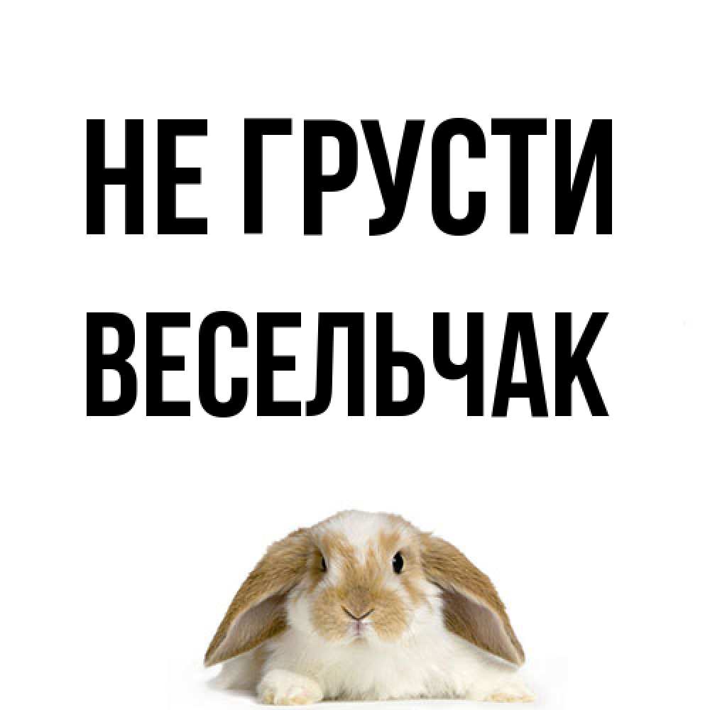 Открытка на каждый день с именем, Весельчак Не грусти коричнево белый заяц с большими ушками Прикольная открытка с пожеланием онлайн скачать бесплатно 
