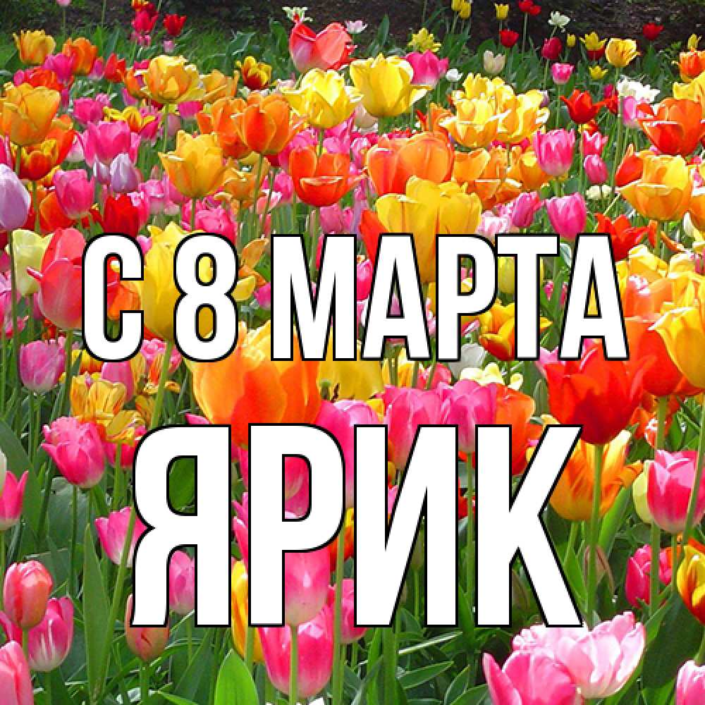 Открытка на каждый день с именем, Ярик C 8 МАРТА на международный женский день Прикольная открытка с пожеланием онлайн скачать бесплатно 