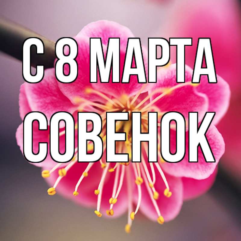 Картинка C 8 МАРТА, совенок