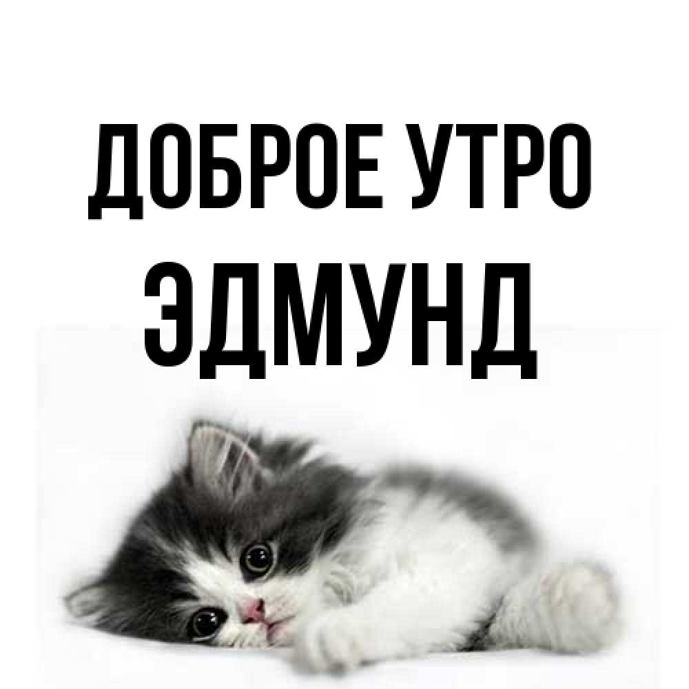 Открытка на каждый день с именем, Эдмунд Доброе утро кот лапки Прикольная открытка с пожеланием онлайн скачать бесплатно 