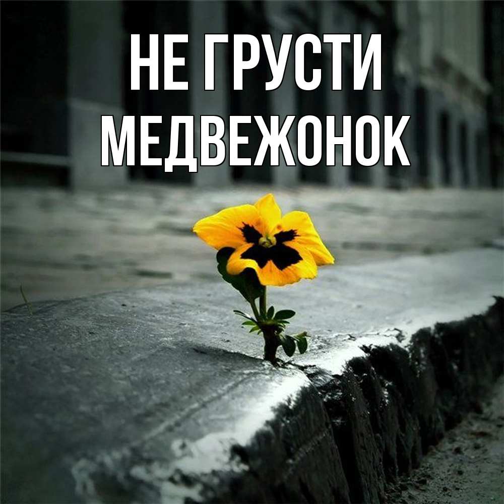 Открытка на каждый день с именем, медвежонок Не грусти не сдавайся Прикольная открытка с пожеланием онлайн скачать бесплатно 